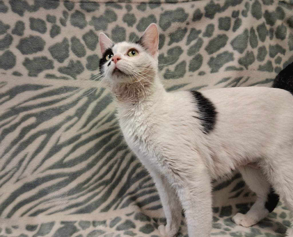Enlarge ECLAIR, a Adoptable mixed breed in Wintersville, OH image 2/3