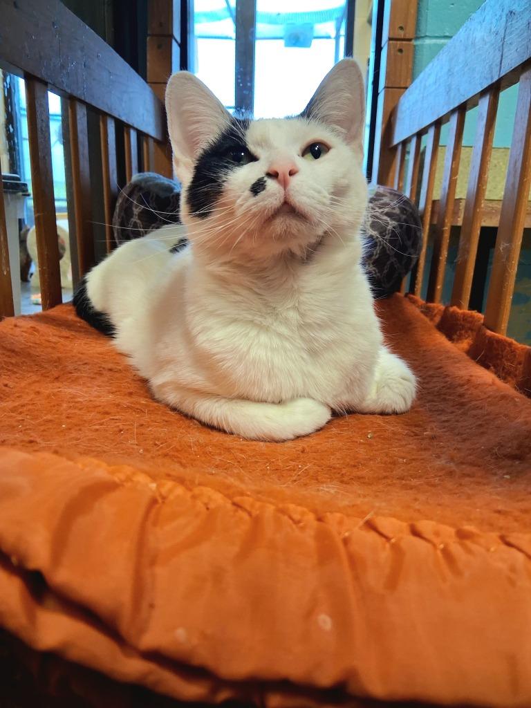 ECLAIR, a Adoptable mixed breed in Wintersville, OH image 4/5