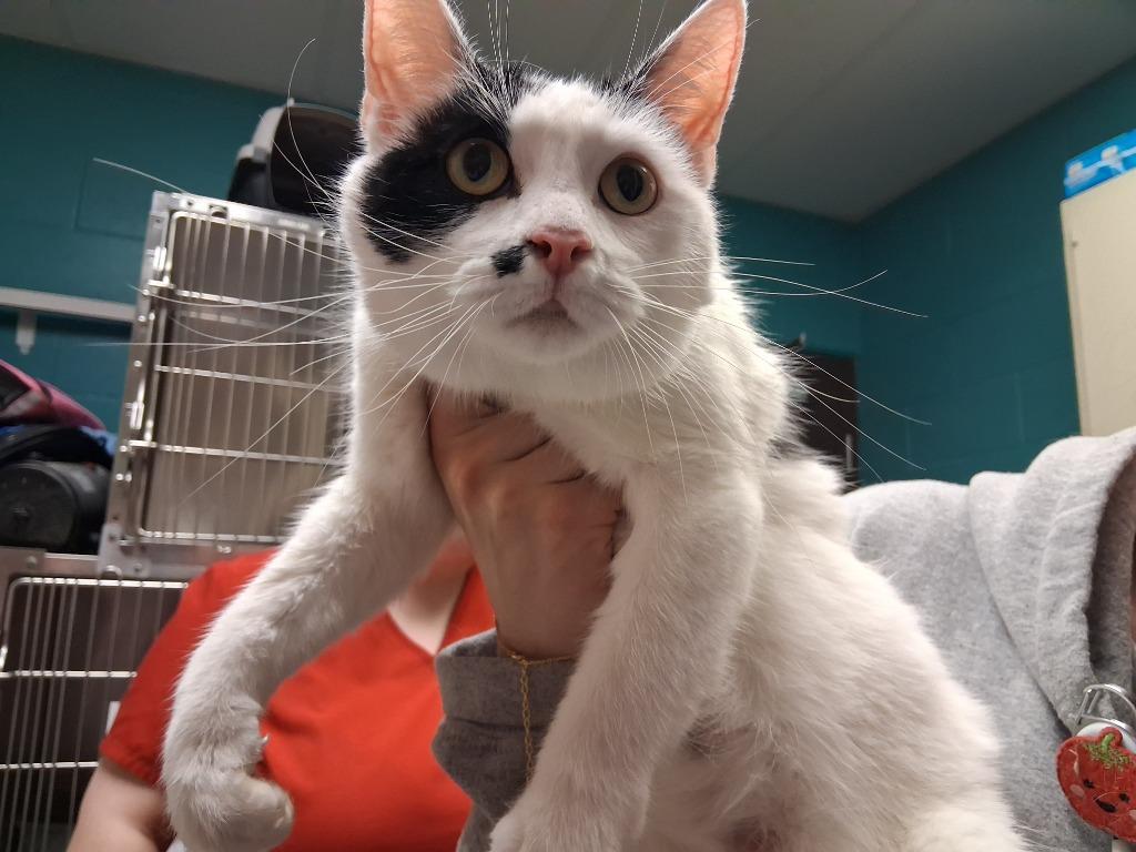 Enlarge ECLAIR, a Adoptable mixed breed in Wintersville, OH image 3/3