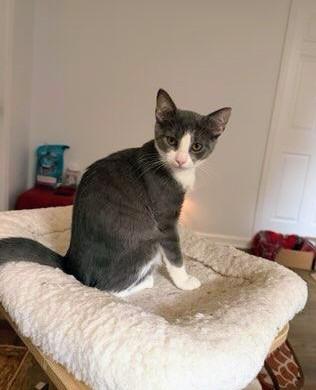 Puffy, an adoptable Tuxedo in Waynesboro, VA image 3/5