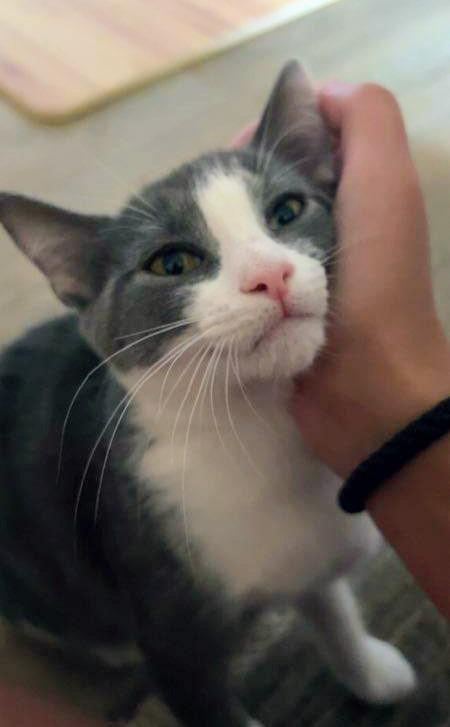 Puffy, an adoptable Tuxedo in Waynesboro, VA image 1/5