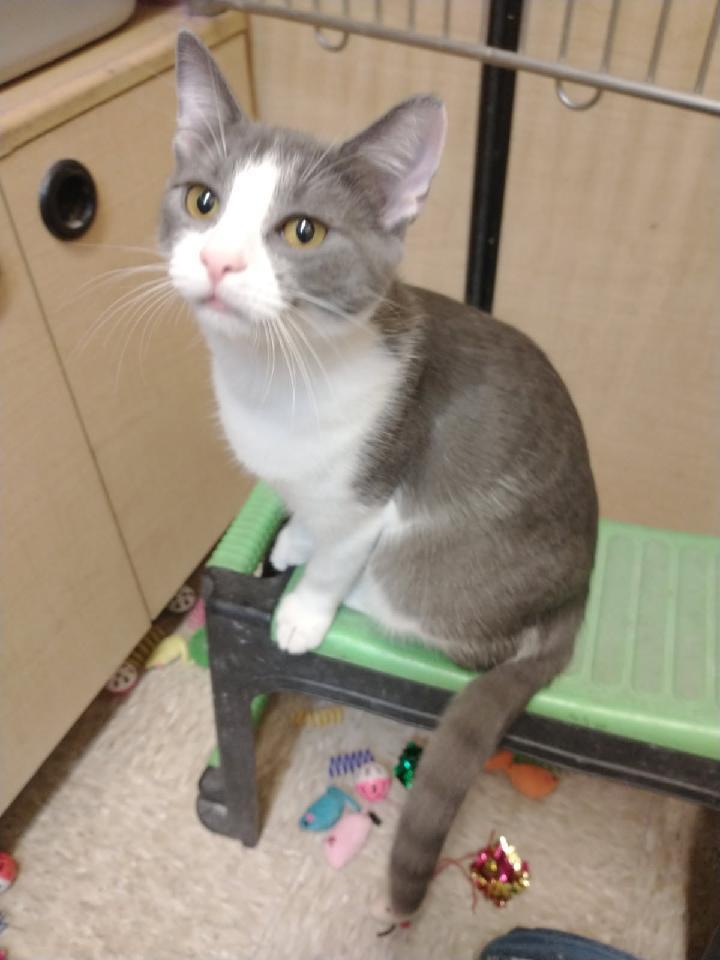 Puffy, Adoptable, Kitten Female Tuxedo.