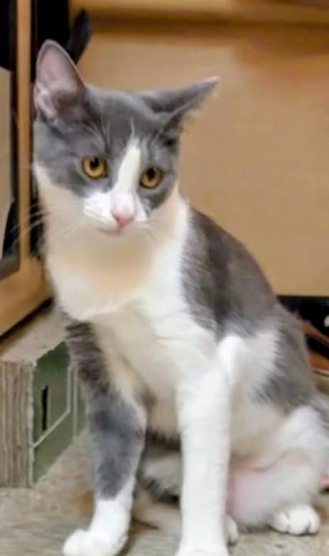 Enlarge Puffy, a Adoptable Tuxedo in Waynesboro, VA image 5/6