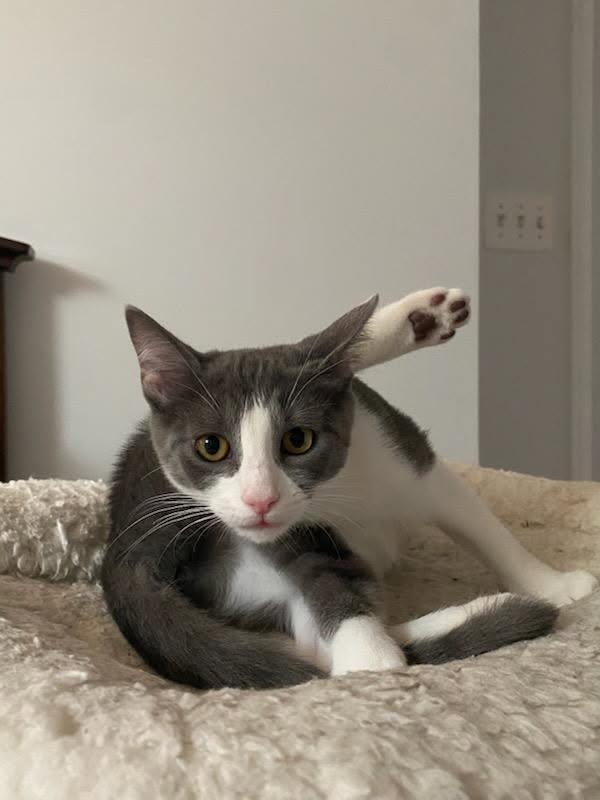 Puffy, an adoptable Tuxedo in Waynesboro, VA image 4/5