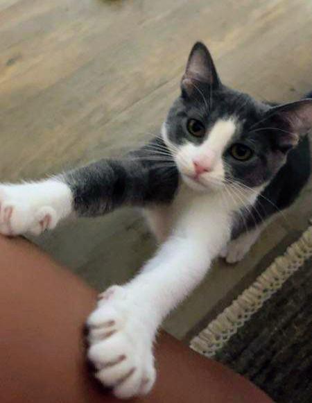 Puffy, an adoptable Tuxedo in Waynesboro, VA image 2/5