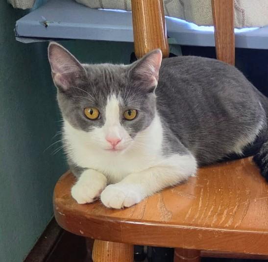 Enlarge Puffy, a Adoptable Tuxedo in Waynesboro, VA image 4/6