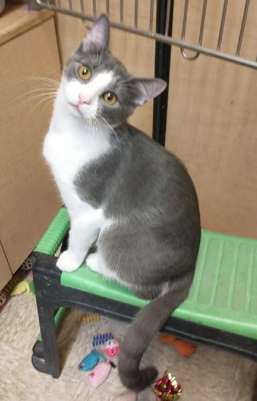 Enlarge Puffy, a Adoptable Tuxedo in Waynesboro, VA image 3/6