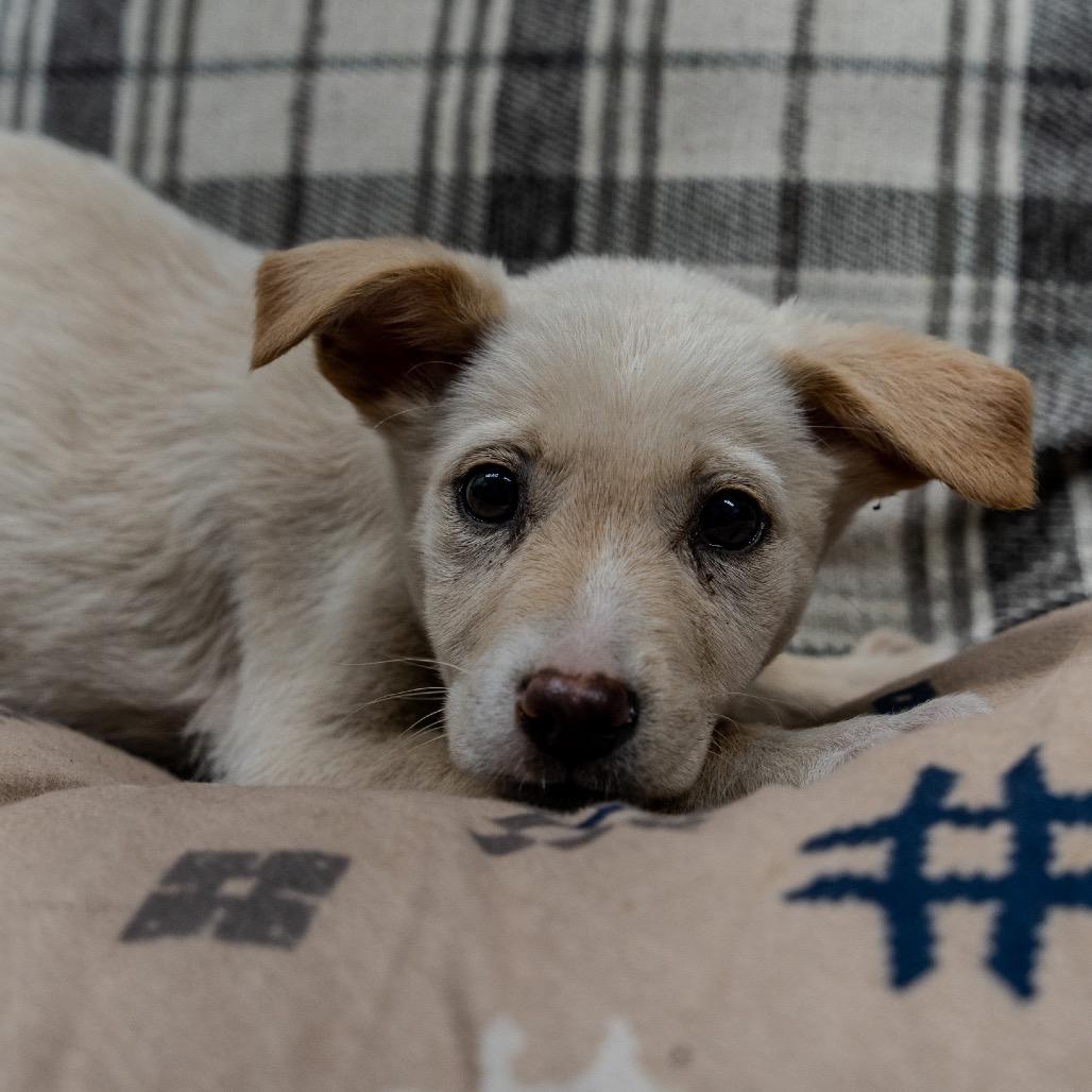 Enlarge Sakura, a Adoptable mixed breed in Pawling, NY image 1/5