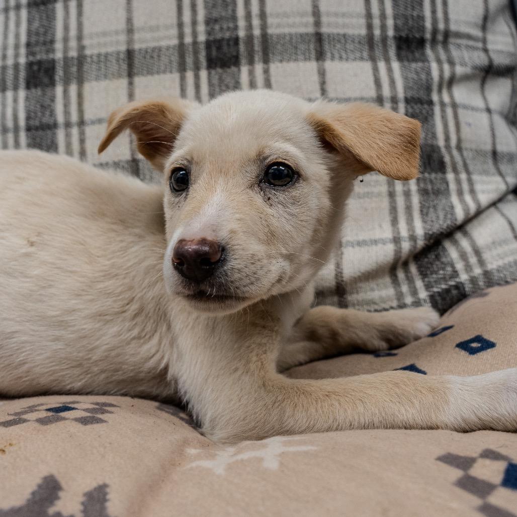 Enlarge Sakura, a Adoptable mixed breed in Pawling, NY image 2/5