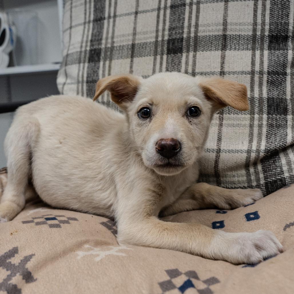 Enlarge Sakura, a Adoptable mixed breed in Pawling, NY image 3/5