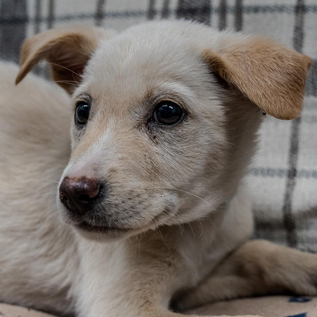 Enlarge Sakura, a Adoptable mixed breed in Pawling, NY image 4/5