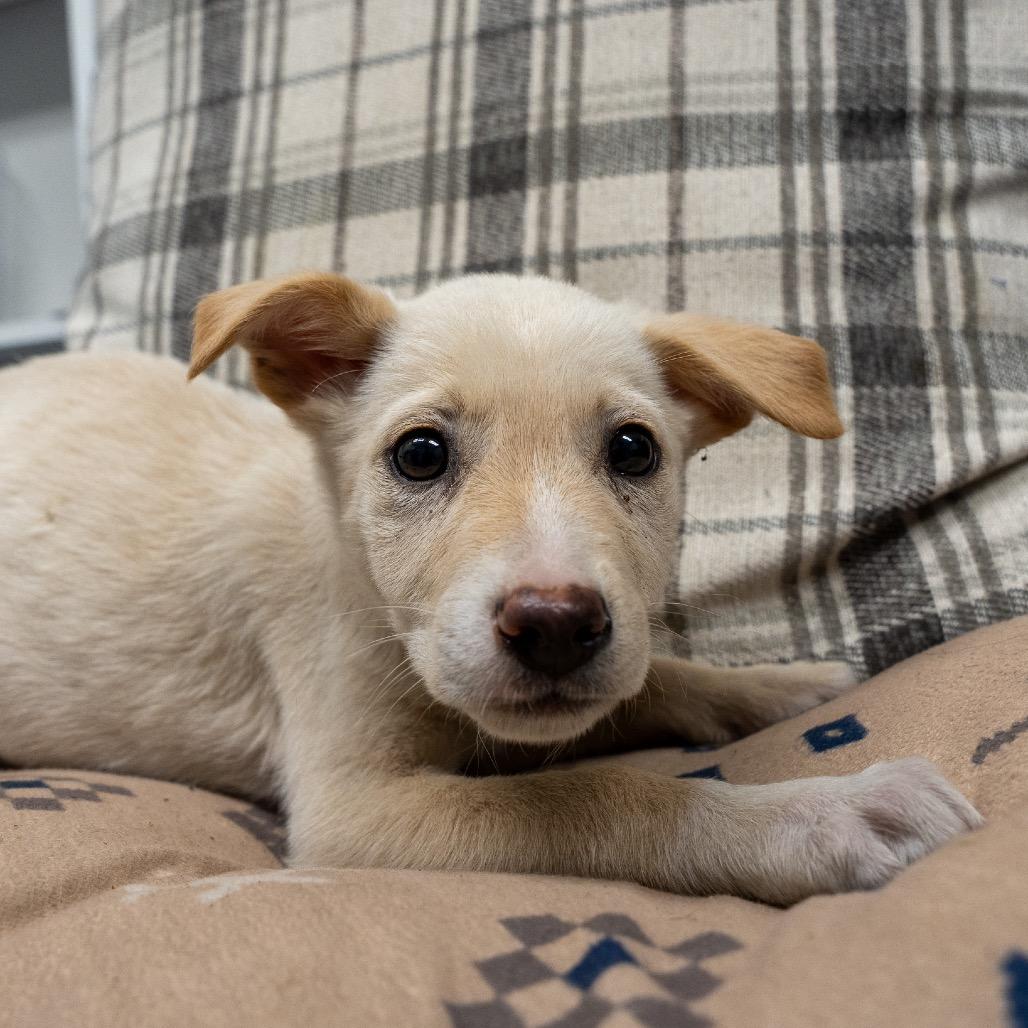 Enlarge Sakura, a Adoptable mixed breed in Pawling, NY image 5/5