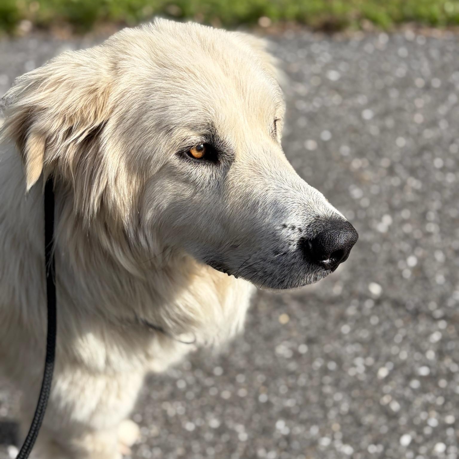 Enlarge Humphrey- Angel, an adoptable Great Pyrenees in Grass Valley, CA image 5/6
