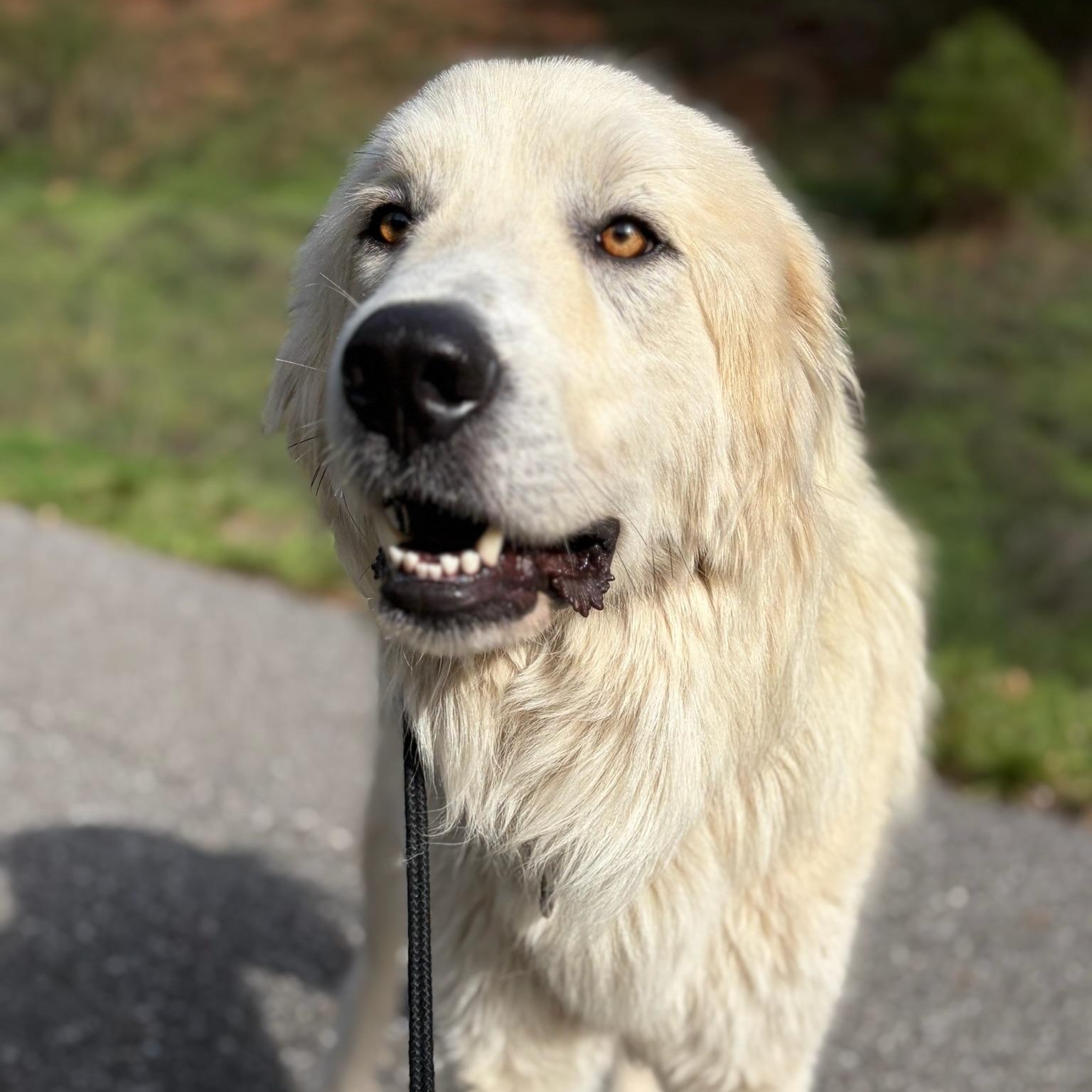 Enlarge Humphrey- Angel, an adoptable Great Pyrenees in Grass Valley, CA image 4/6