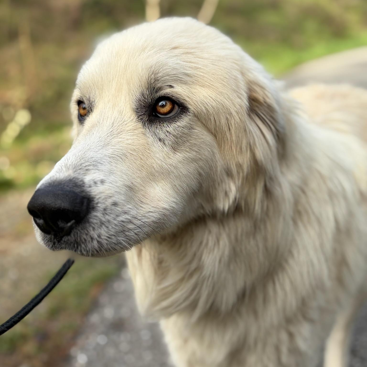 Enlarge Humphrey- Angel, an adoptable Great Pyrenees in Grass Valley, CA image 2/6