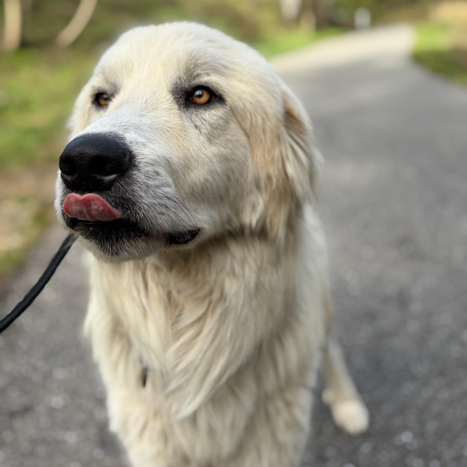 Enlarge Humphrey- Angel, an adoptable Great Pyrenees in Grass Valley, CA image 1/6