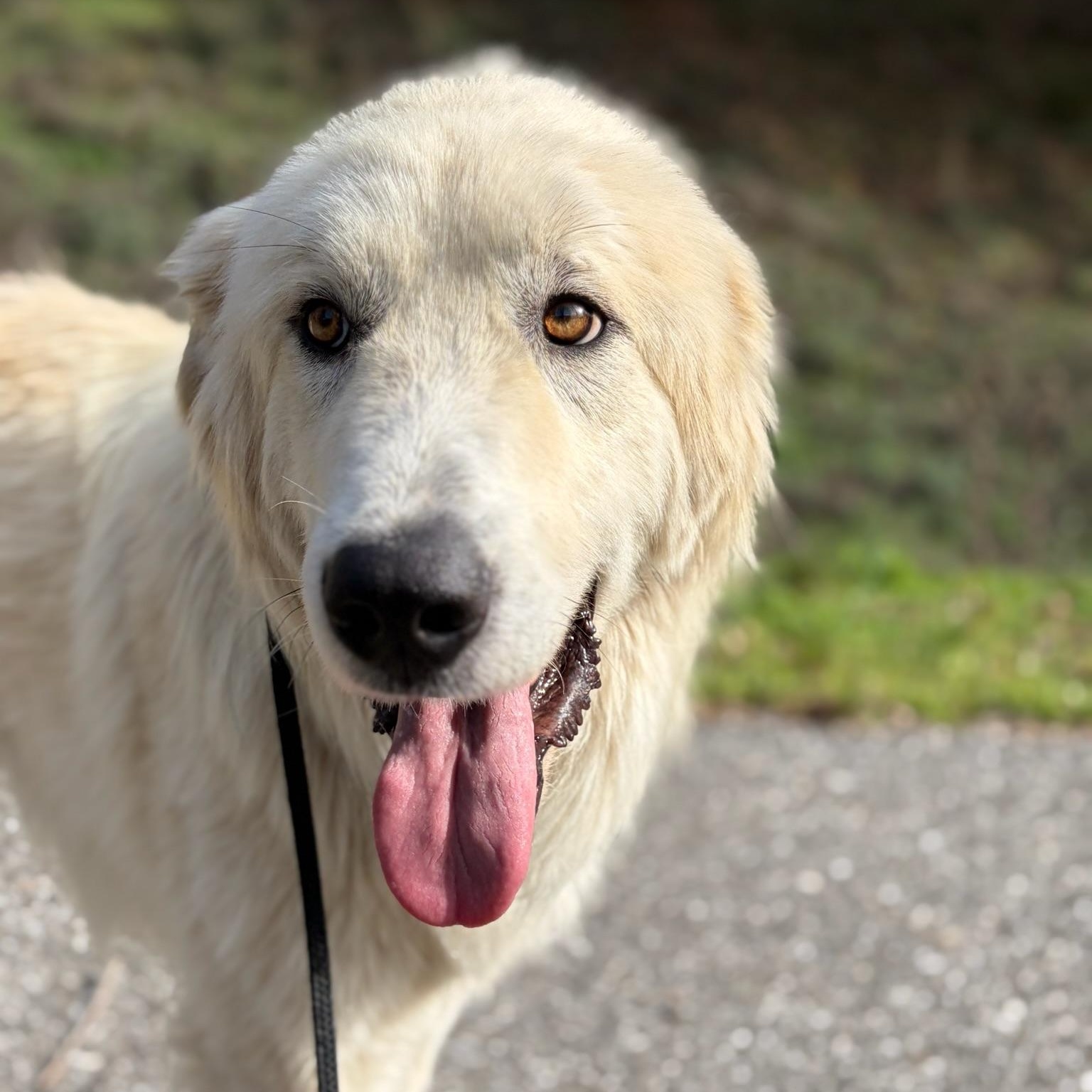 Enlarge Humphrey- Angel, an adoptable Great Pyrenees in Grass Valley, CA image 6/6