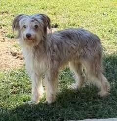 Benji, Adoptable, Adult Male Australian Shepherd.