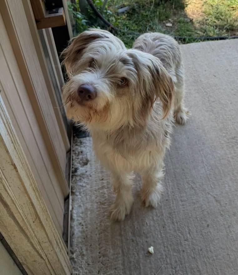 Enlarge Benji, a Adoptable mixed breed in Metropolis, IL image 2/2