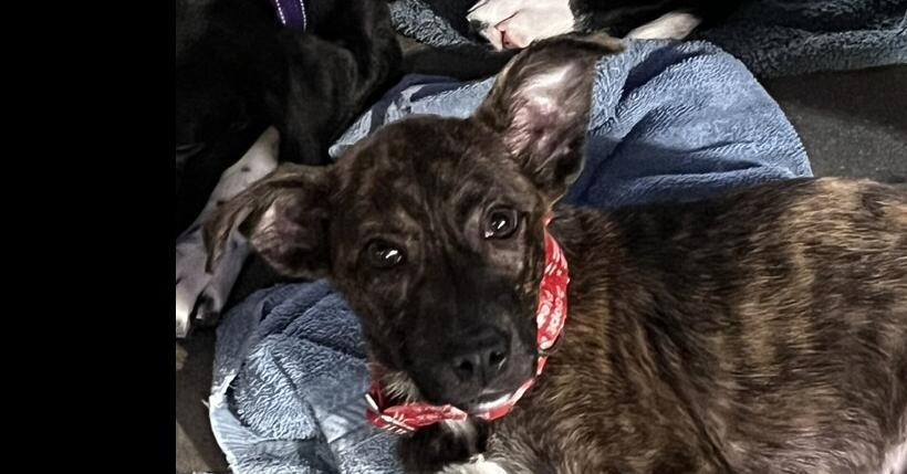Leslie, Adoptable, Puppy Female Plott Hound.