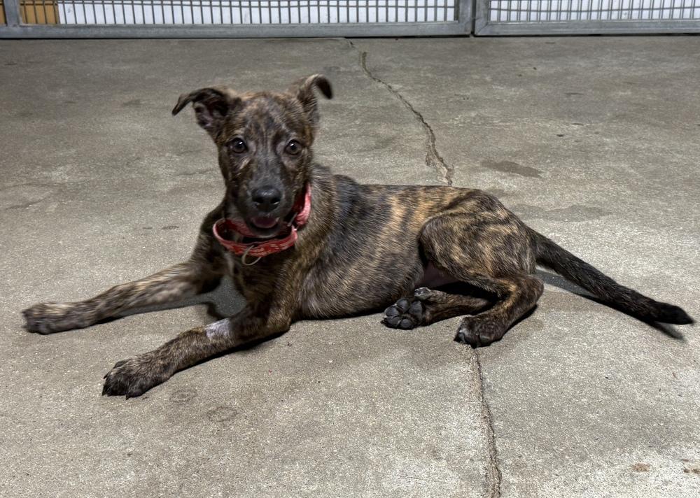 Leslie, a Adoptable mixed breed in Papillion, NE image 2/2