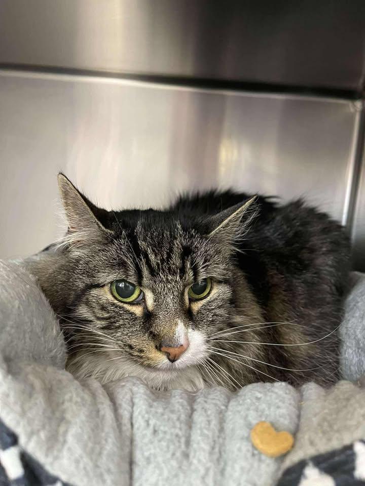 Enlarge Yogi, a ADOPTABLE Domestic Long Hair in Winthrop, ME image 2/2