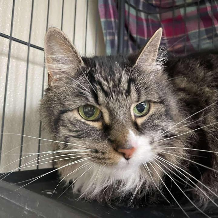 Yogi, ADOPTABLE, Senior Female Domestic Long Hair.