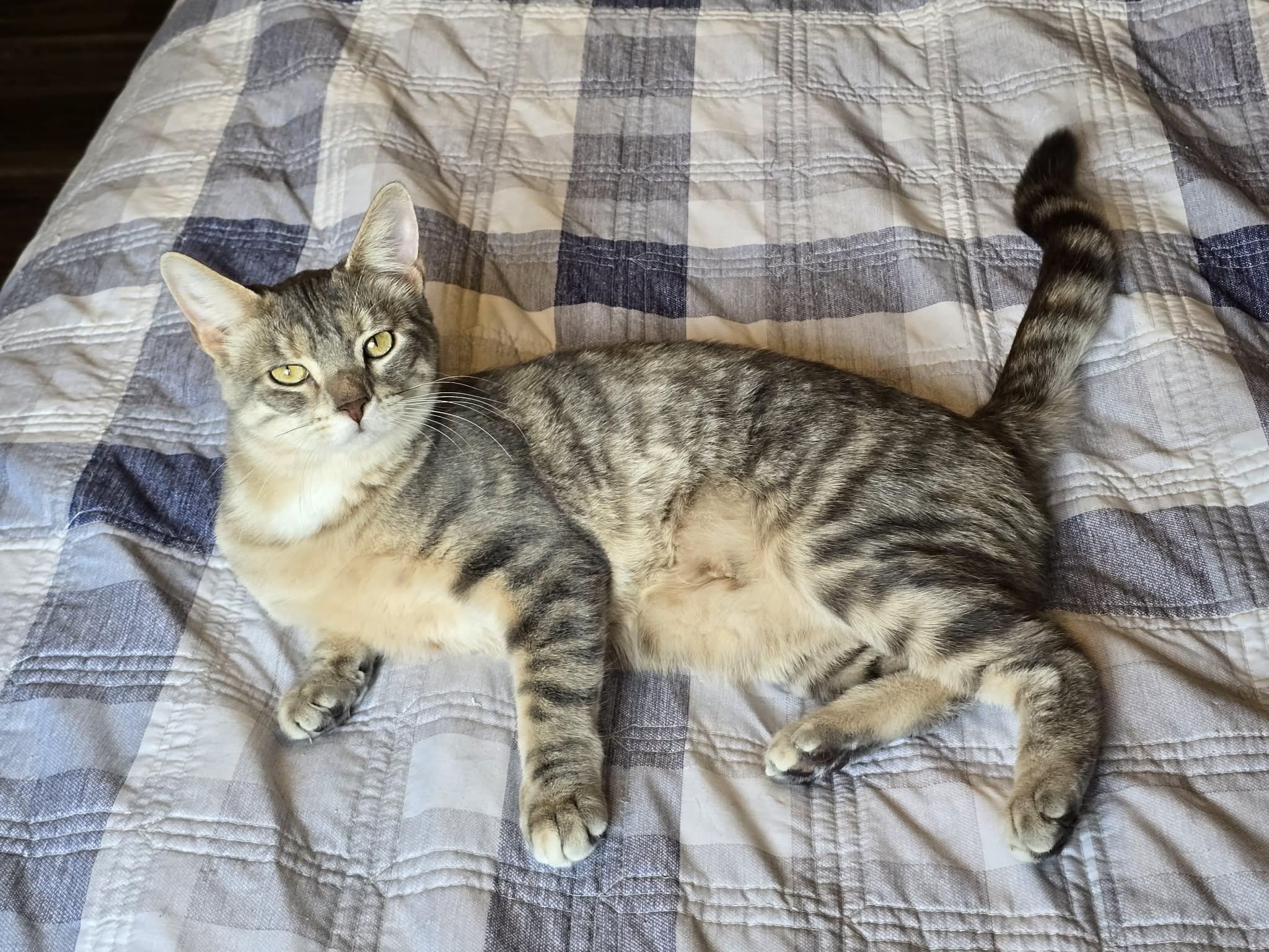 Enlarge Kubota, a Adoptable Domestic Short Hair in Sioux Falls, SD image 2/3