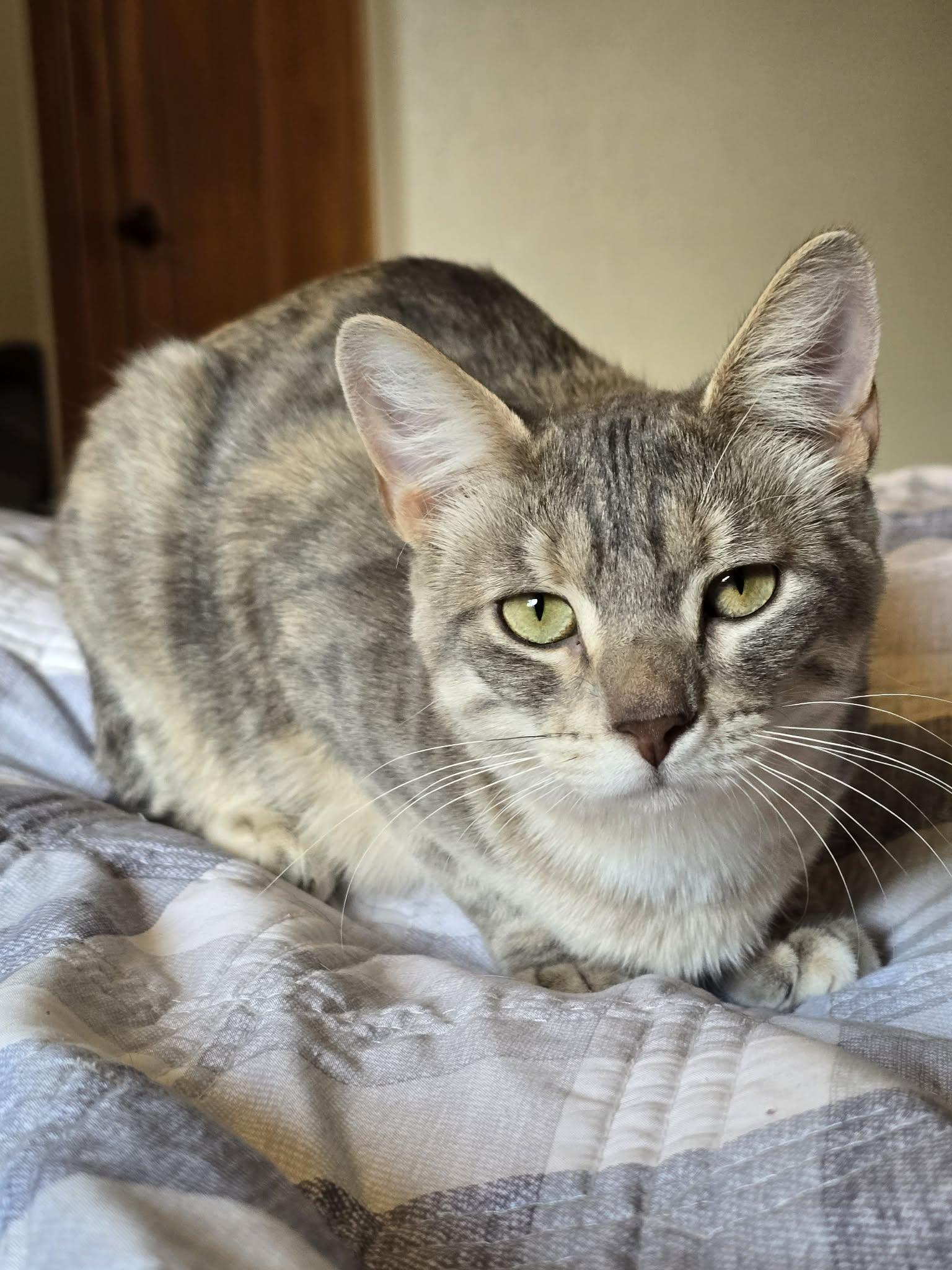 Kubota, Adoptable, Young Female Domestic Short Hair.
