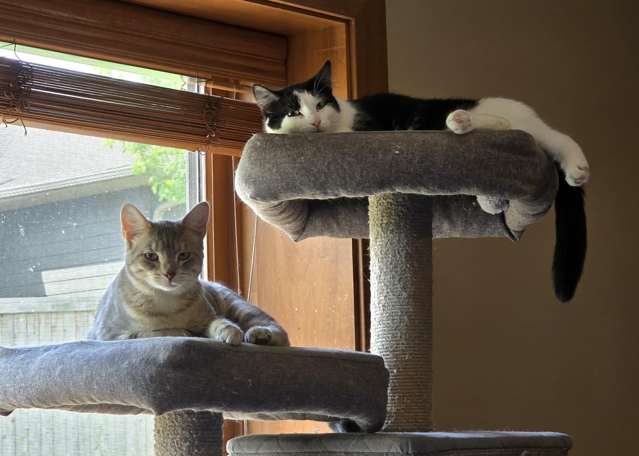 Enlarge Kubota, a Adoptable Domestic Short Hair in Sioux Falls, SD image 3/3