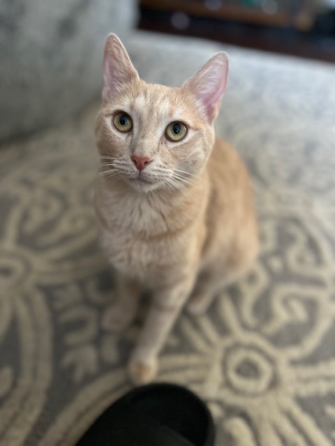 Enlarge Yzma, a Adoptable Domestic Short Hair in Orange, CA image 1/6