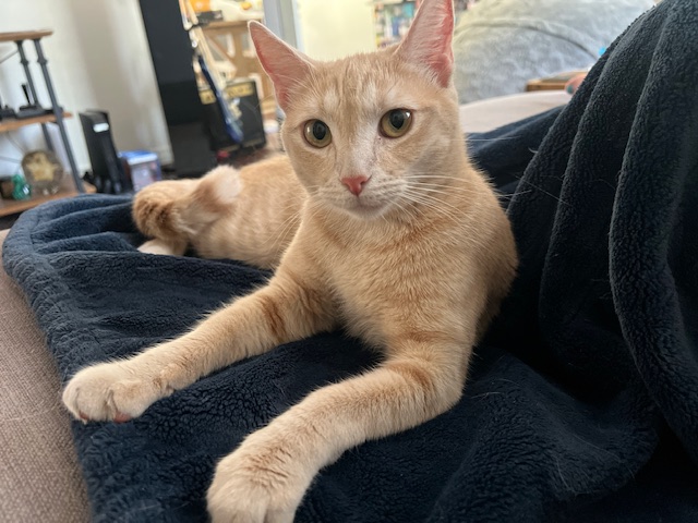 Enlarge Yzma, a Adoptable Domestic Short Hair in Orange, CA image 2/6