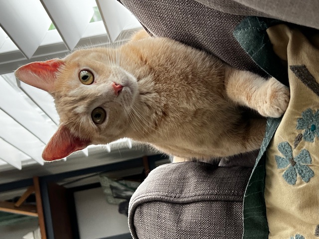 Enlarge Yzma, a Adoptable Domestic Short Hair in Orange, CA image 3/6