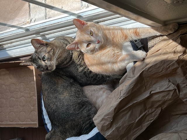 Enlarge Yzma, a Adoptable Domestic Short Hair in Orange, CA image 4/6