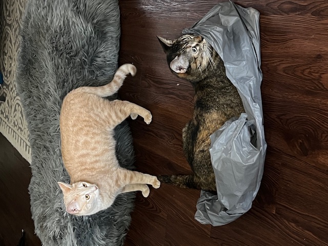 Enlarge Yzma, a Adoptable Domestic Short Hair in Orange, CA image 5/6