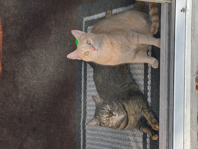 Enlarge Yzma, a Adoptable Domestic Short Hair in Orange, CA image 6/6