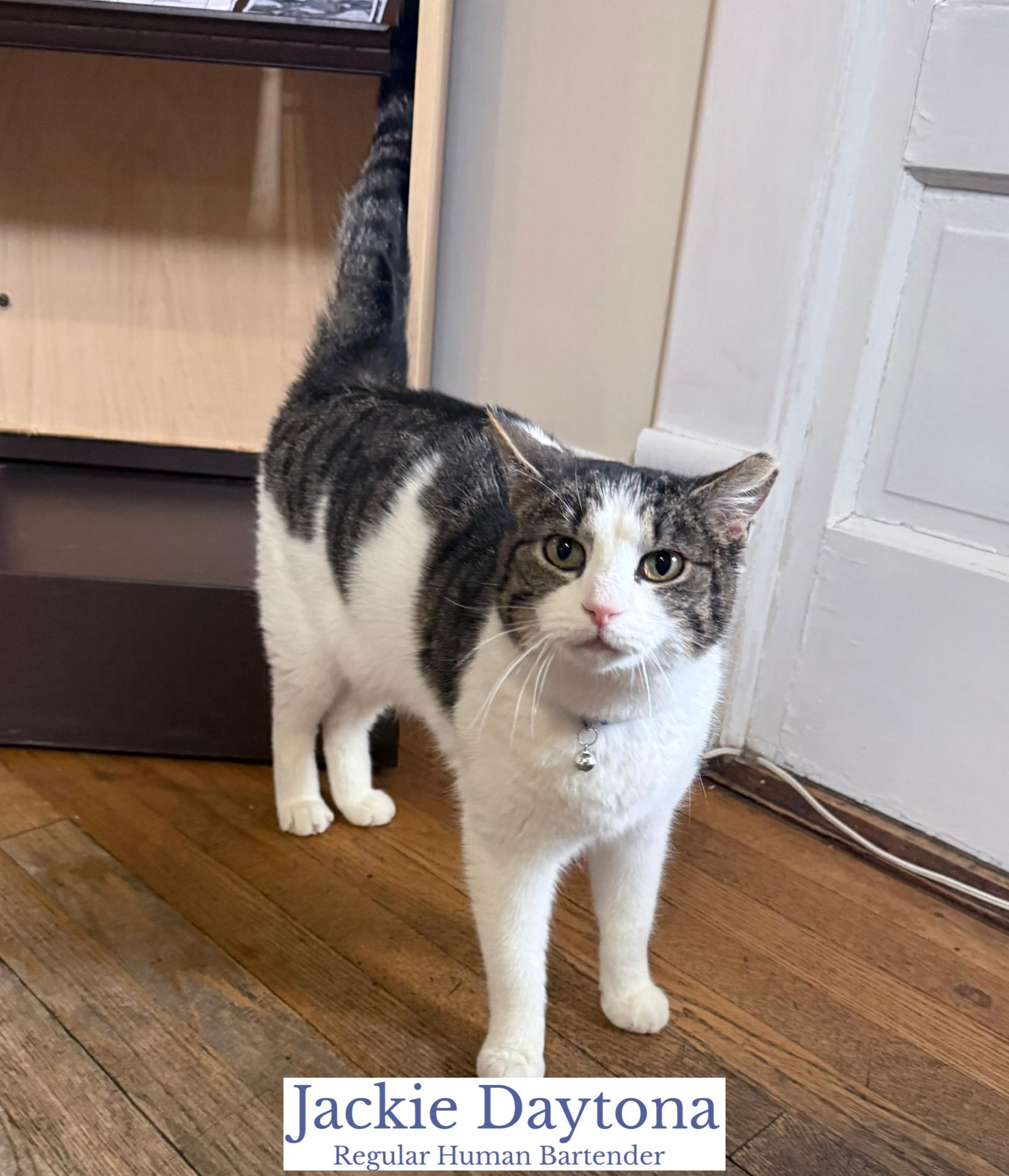 Jackie Daytona, adopted, Adult Male Domestic Short Hair.