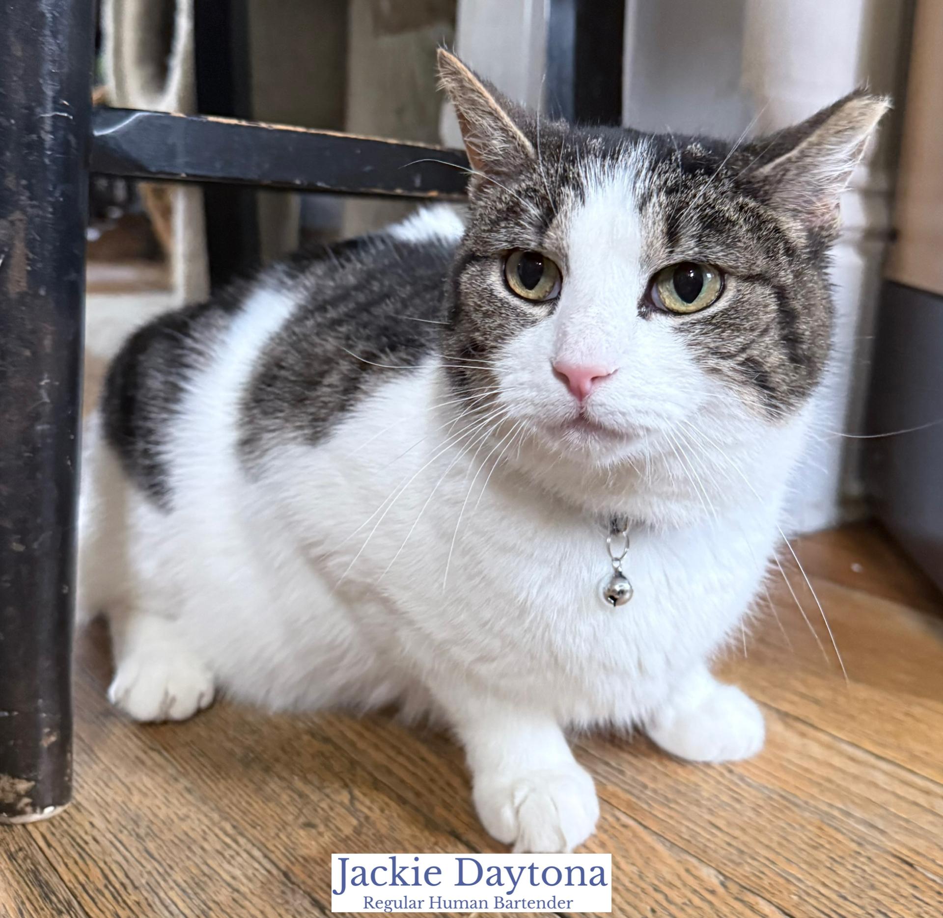 Enlarge Jackie Daytona, an adopted Domestic Short Hair in Berkeley Springs, WV image 2/4