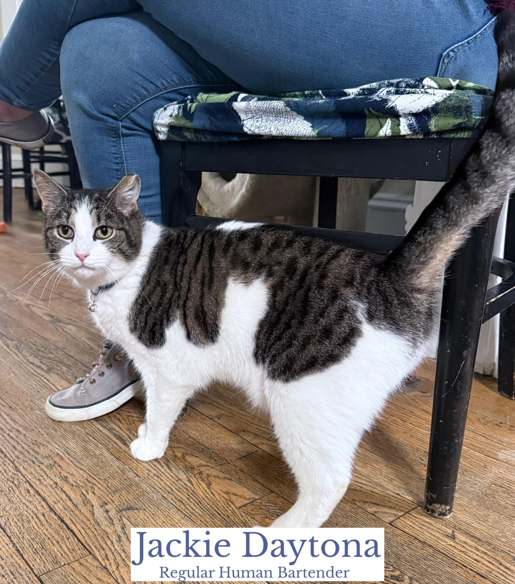 Enlarge Jackie Daytona, an adopted Domestic Short Hair in Berkeley Springs, WV image 4/4