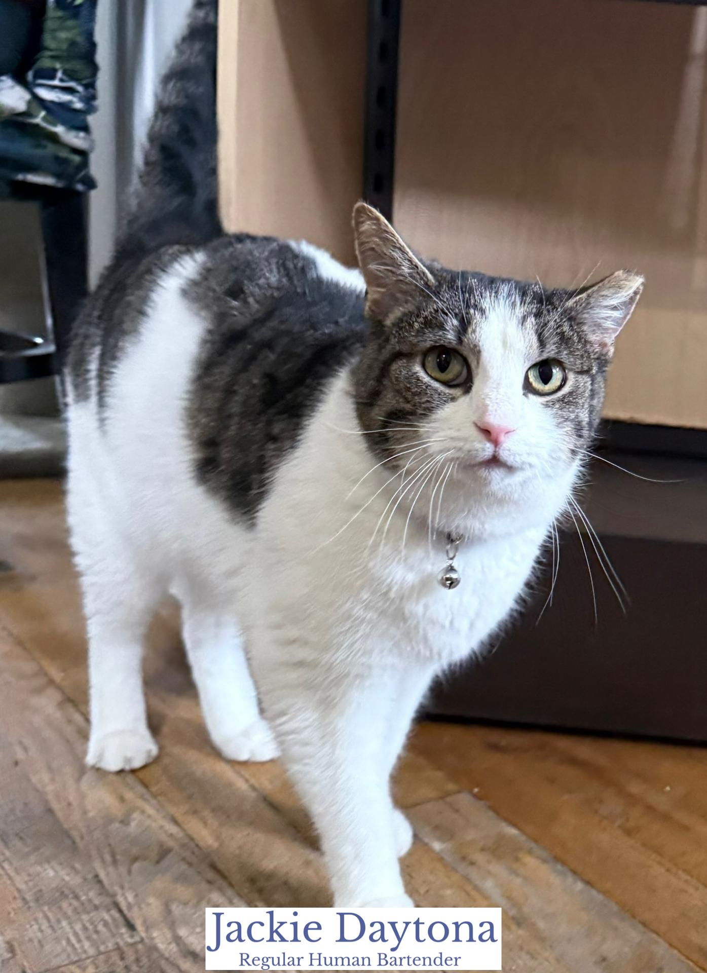 Enlarge Jackie Daytona, an adopted Domestic Short Hair in Berkeley Springs, WV image 3/4