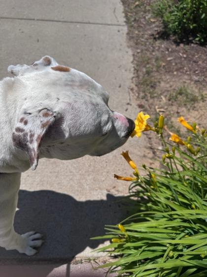 Rambo, Adoptable, Adult Male Mixed Breed & Mixed Breed.