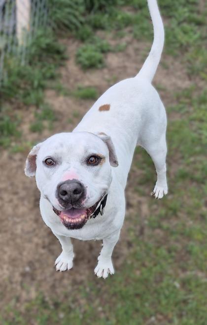 Rambo, Adoptable, Adult Male Mixed Breed & Mixed Breed.