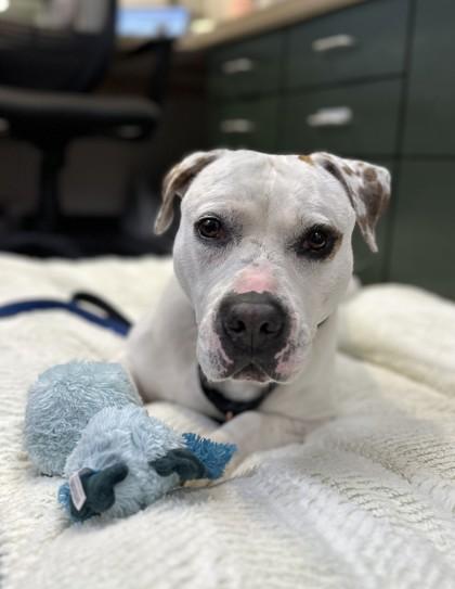 Rambo, a Adoptable mixed breed in Traverse City, MI image 2/3