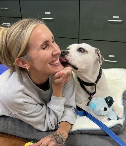 Rambo, a Adoptable mixed breed in Traverse City, MI image 3/3
