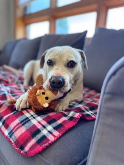 Enlarge Rambo, a Adoptable mixed breed in Traverse City, MI image 3/3