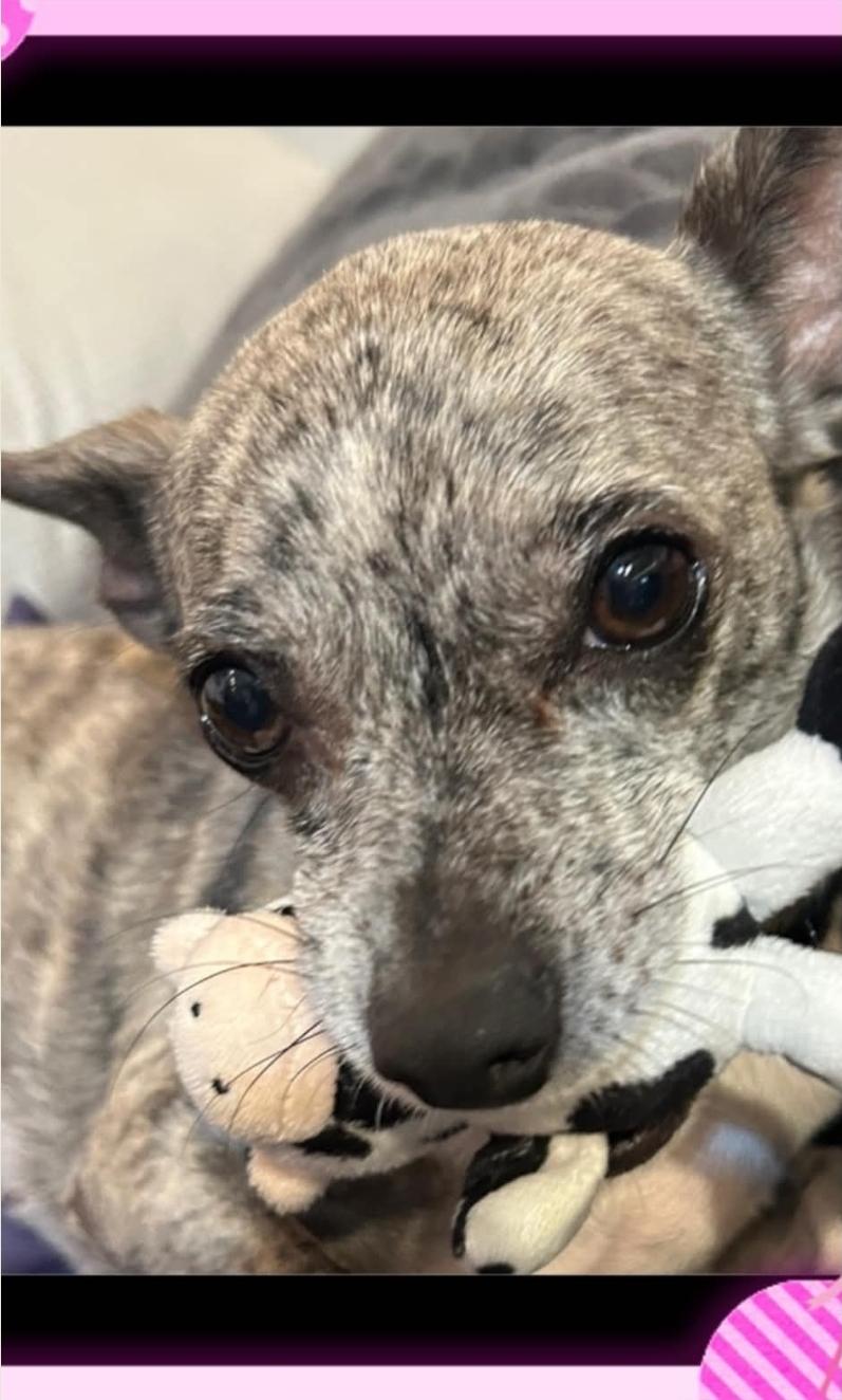 Enlarge Isabella, a Adopted mixed breed in Lansing, MI image 4/6