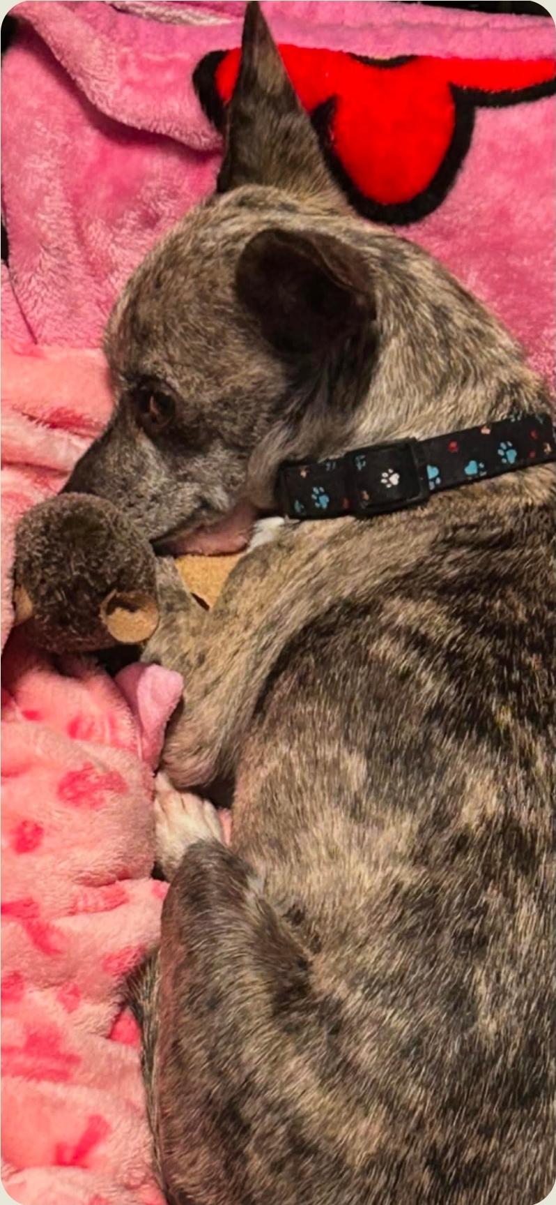 Enlarge Isabella, a Adopted mixed breed in Lansing, MI image 6/6