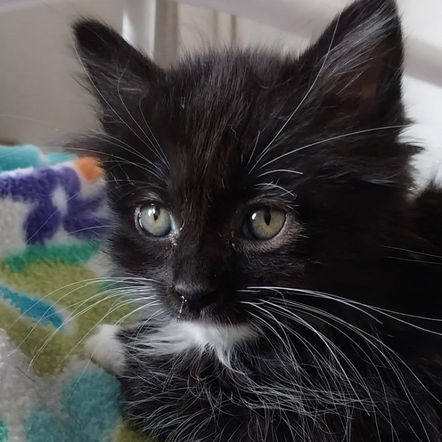 Enlarge Stellar, a Adoptable Domestic Long Hair in Baker City, OR image 1/1