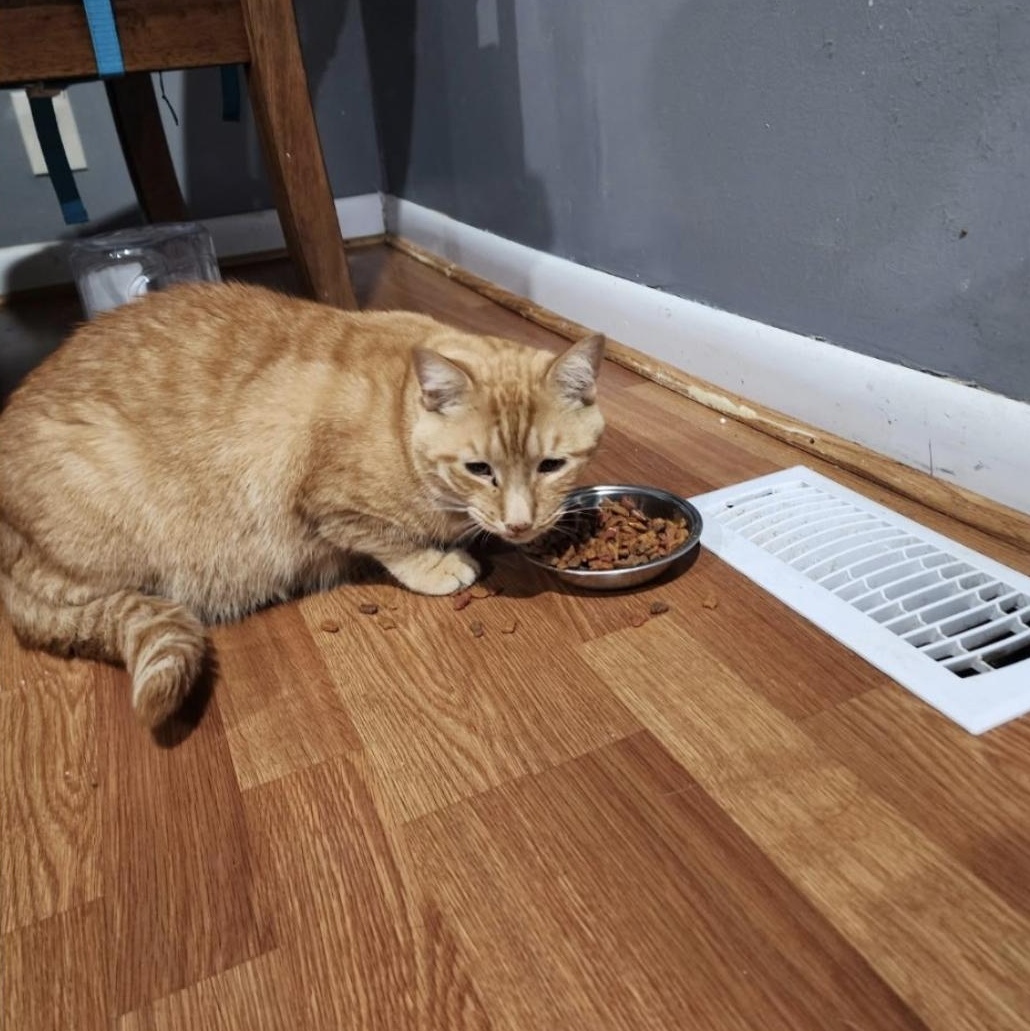 Simba, Adoptable, Adult Male Domestic Short Hair.