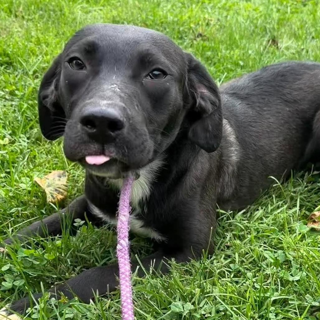 Enlarge Sage, a Adoptable mixed breed in Shinnston, WV image 1/2